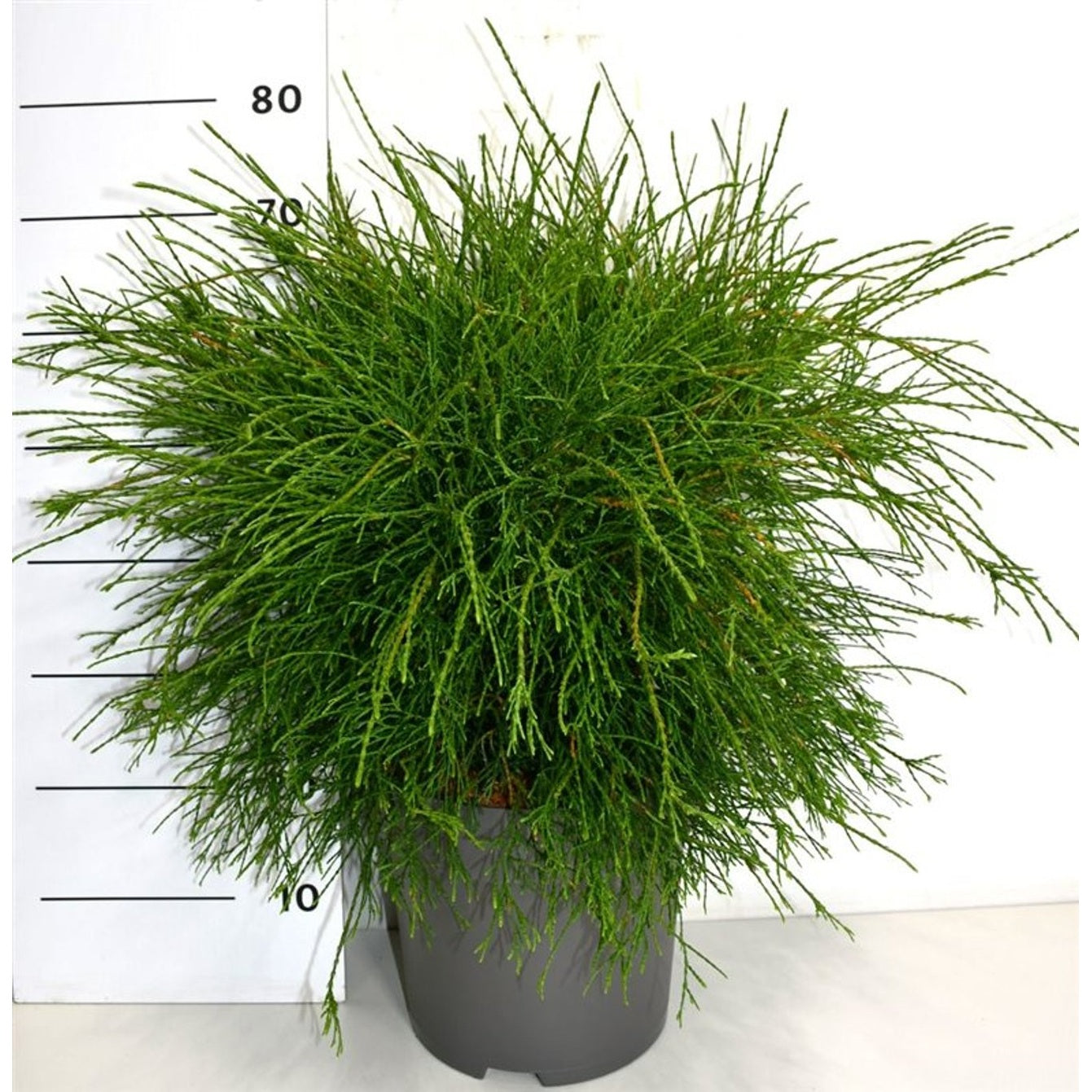 Thuja – Thuja occidentalis 'Pin Cushion' - C12 50-60 cm.